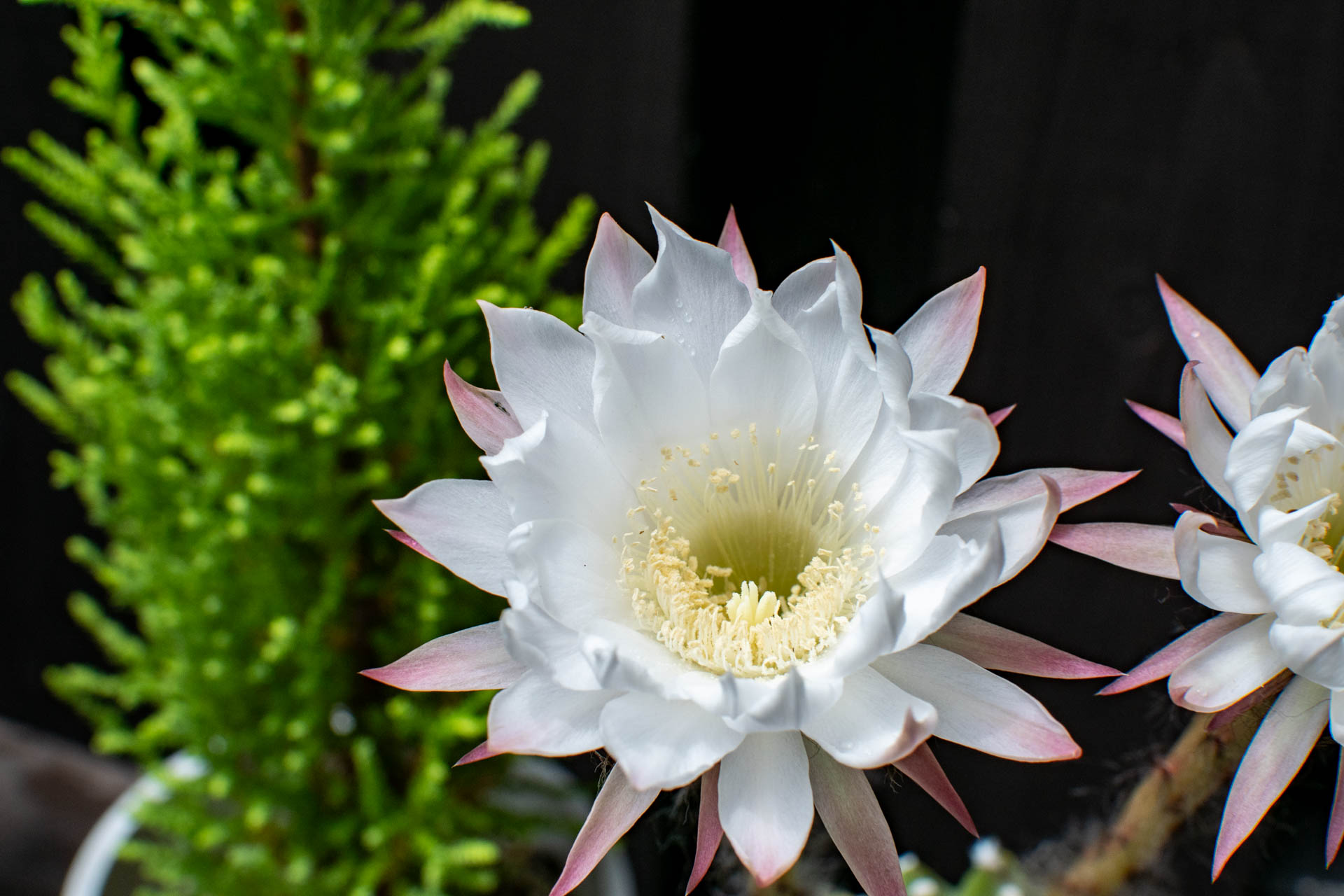 エキノプシス Echinopsis