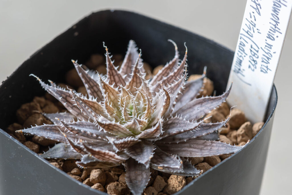 ハオルチアニグラタ（Haworthia nigrata）