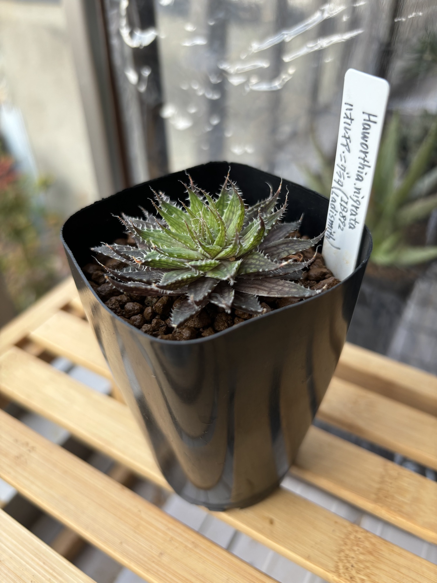 ハオルチアニグラタ（Haworthia nigrata）・冬